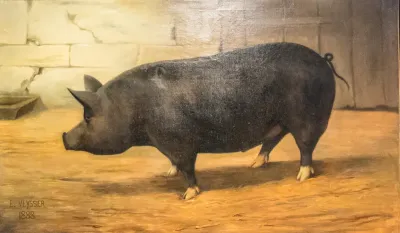Porc Berkshire (D992.0002.19)