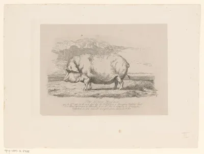 Porc de race Anglaise