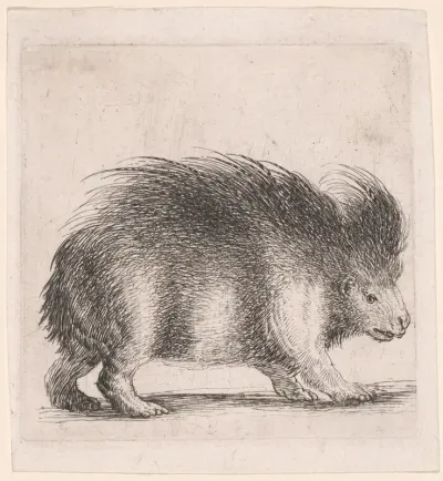 Porcupine, Facing Right