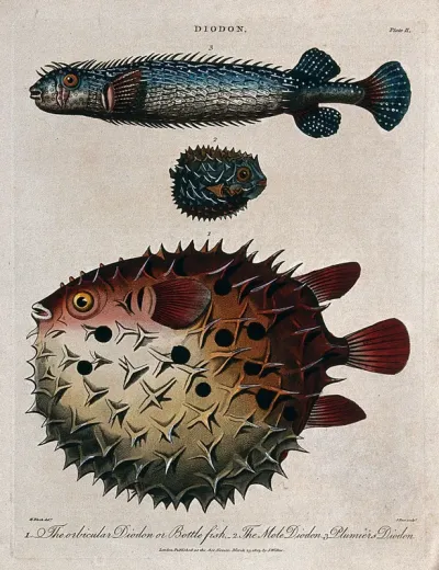 Porcupinefishes: top, Plumier's diodon; centre, the mole diodon; bottom, the bottle fish