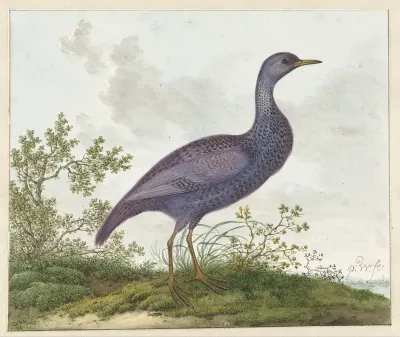 Porseleinhoen (Porzana porzana) ?