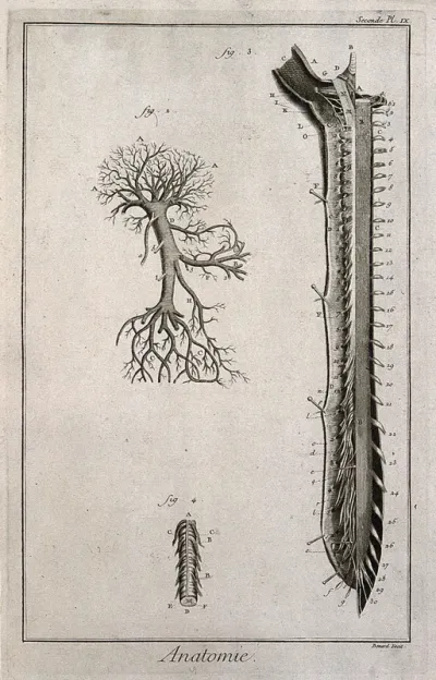 Portal vein (fig