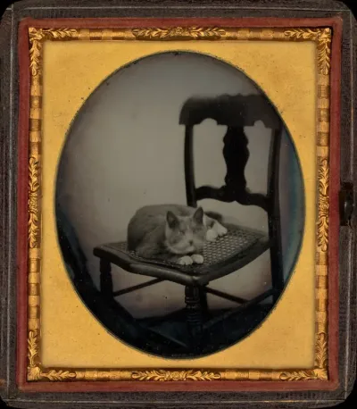 Portrait of a Cat