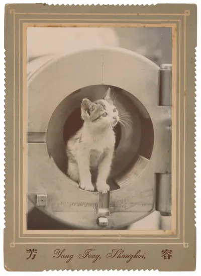 Portrait of a Kitten