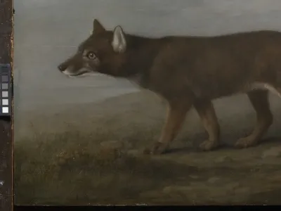 Portrait of a large dog (Dingo)