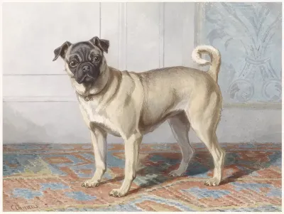 Portrait of Edwin vom Rath’s Pug