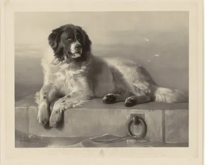 Portret van de reddingshond Bob, liggend op een pier