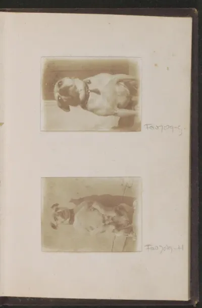 Portret van een mopshond, staand op twee poten