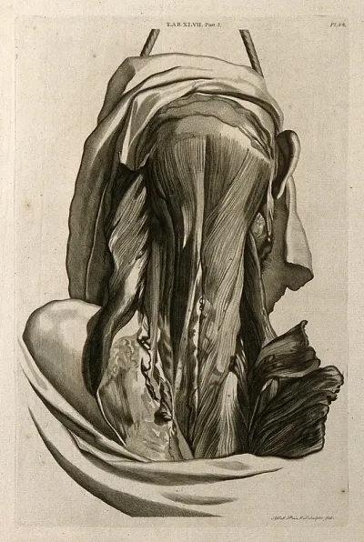 Posterior muscles of the head and neck