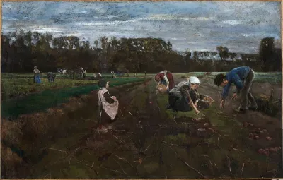 Potato Harvest