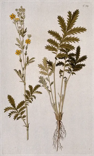 Potentilla pensylvanica: two sections of the flowering plant