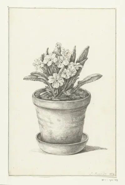 Potplant