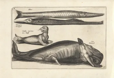 Potvis en drie zeedieren