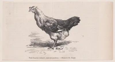 Poule française ordinaire; mauvaise pondeuse, from "Le Magasin Pittoresque"
