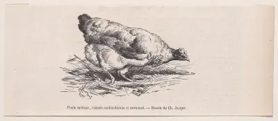 Poule métisse, croisée cochinchinois et normand, from "Le Magasin Pittoresque"