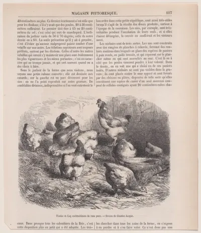 Poules et Coq cochinchinois de race pure, from "Le Magasin Pittoresque"