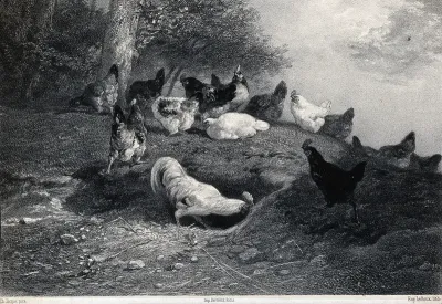 Poultry of Normandy: cockerels and hens scratching at the ground on a grassy bank