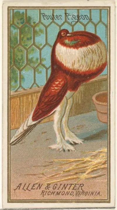 Pouter Pigeon, from the Birds of America series (N4) for Allen & Ginter Cigarettes Brands