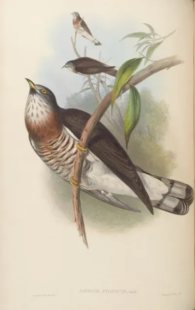Powerful Cuckoo