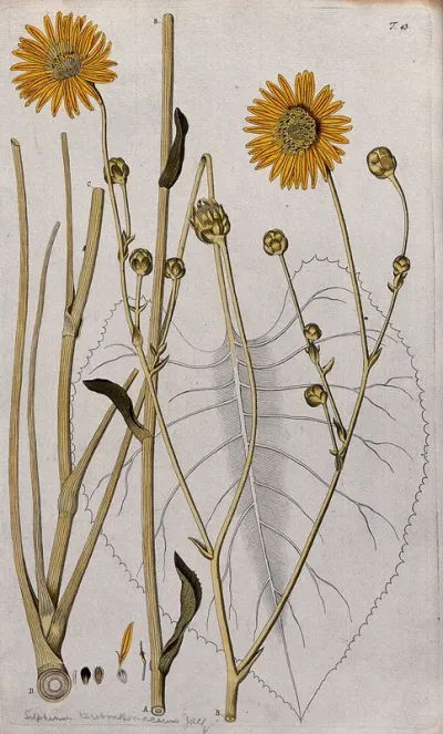 Prairie burdock (Silphium terebirthinaceum): sections of the flowering stem with separate flower and fruit