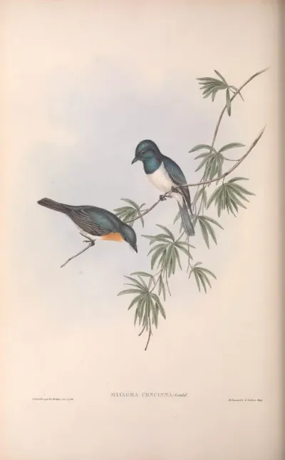 Pretty Flycatcher