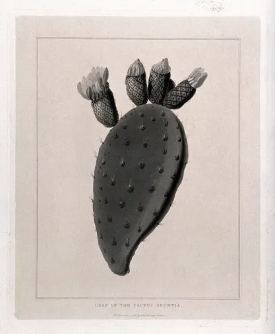 Prickly pear cactus (Opuntia species): stem and flowers