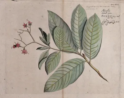 Pride-of-India, queen flower or pyinma (Lagerstroemia speciosa (L.) Pers.): branch with leaves and flowers