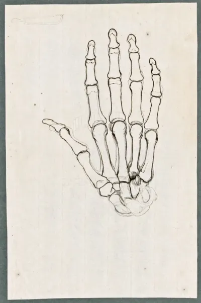 Primae delineationes Tabularum sceleti et musculorum corporis humani: bones of the hand (verso: The same)