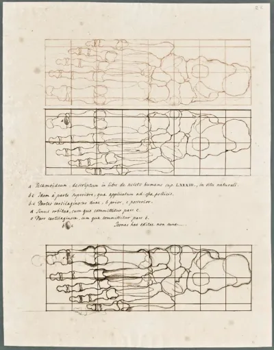 Primae delineationes Tabularum sceleti et musculorum corporis humani: cartilage in the foot and toes