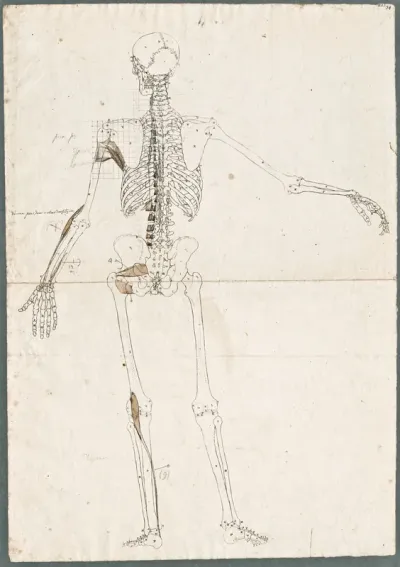Primae delineationes Tabularum sceleti et musculorum corporis humani: human skeleton with added abdominal muscles of the knee, arm and shoulder