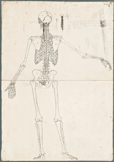 Primae delineationes Tabularum sceleti et musculorum corporis humani: human skeleton with added abdominal muscles of the neck and pelvis