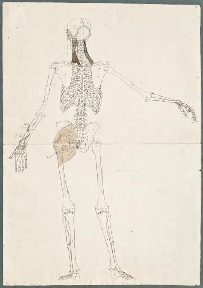 Primae delineationes Tabularum sceleti et musculorum corporis humani: human skeleton with added abdominal muscles of the neck, wrist and buttocks