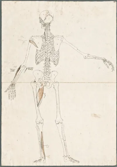 Primae delineationes Tabularum sceleti et musculorum corporis humani: human skeleton with added abdominal muscles of the shoulder, upper leg and arm