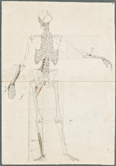 Primae delineationes Tabularum sceleti et musculorum corporis humani: human skeleton with added abdominal muscles of the upper leg and abdomen