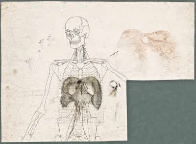 Primae delineationes Tabularum sceleti et musculorum corporis humani: human skeleton with added abdominal muscles
