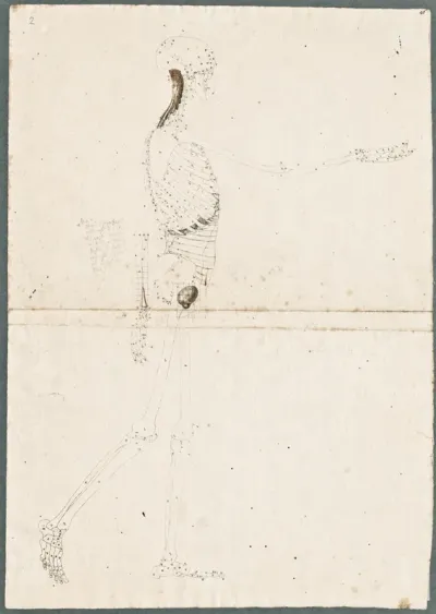 Primae delineationes Tabularum sceleti et musculorum corporis humani: human skeleton with added muscles of the neck, wrist and bladder