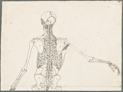 Primae delineationes Tabularum sceleti et musculorum corporis humani: human skeleton with added muscles of the shoulder and neck