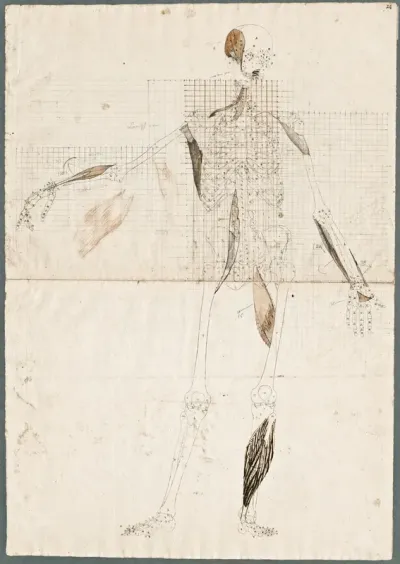 Primae delineationes Tabularum sceleti et musculorum corporis humani: human skeleton with some muscles added
