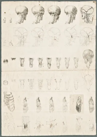Primae delineationes Tabularum sceleti et musculorum corporis humani: muscles of the neck, throat, larynx and foot