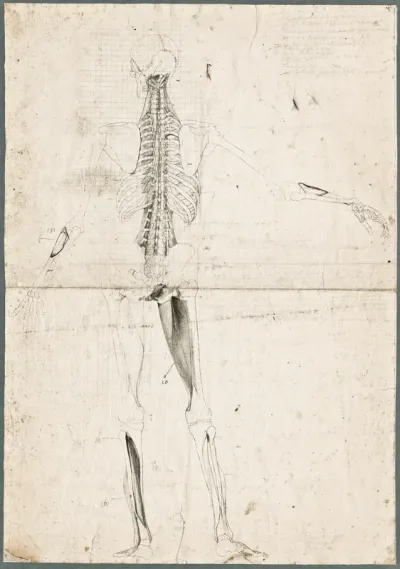 Primae delineationes Tabularum sceleti et musculorum corporis humani: the fourth layer of muscles, dorsal view
