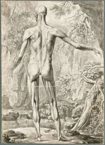 Primae delineationes Tabularum sceleti et musculorum corporis humani: the outer layer of muscles, dorsal view