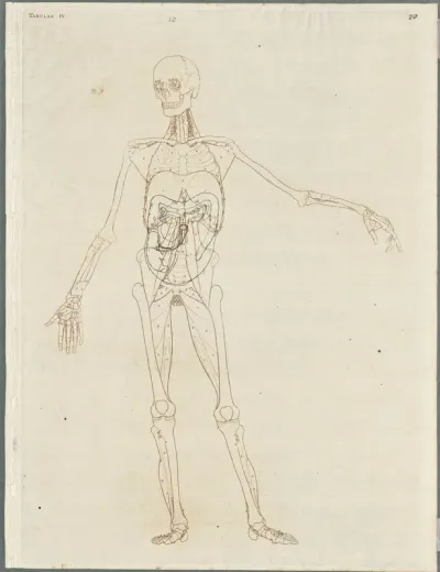 Primae delineationes Tabularum viscerum abdominis: intestines (10)