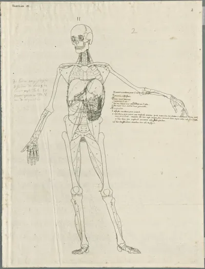 Primae delineationes Tabularum viscerum abdominis: intestines and the liver