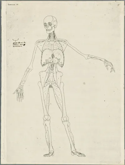 Primae delineationes Tabularum viscerum abdominis: intestines, esophagus