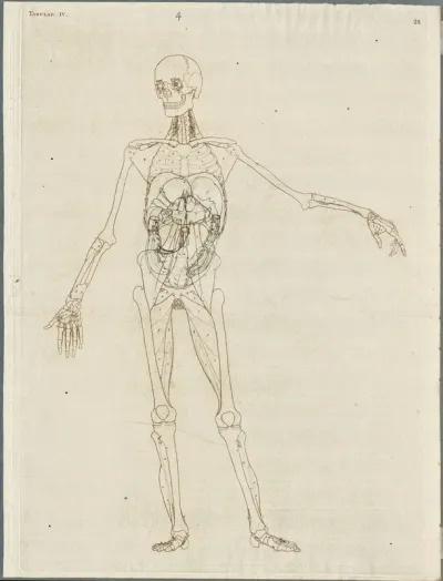 Primae delineationes Tabularum viscerum abdominis: intestines, organs (4)