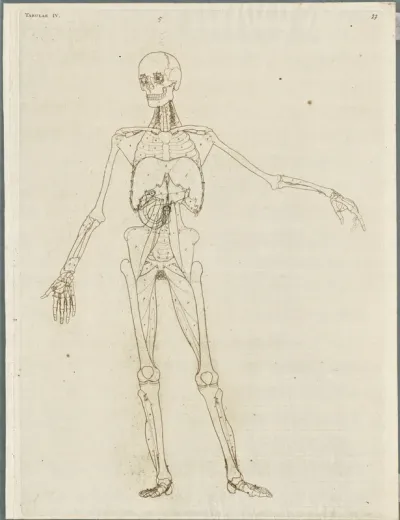 Primae delineationes Tabularum viscerum abdominis: intestines, organs (5)