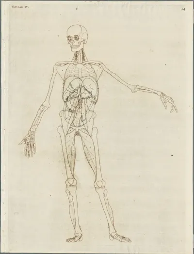 Primae delineationes Tabularum viscerum abdominis: intestines, organs (6)