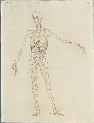 Primae delineationes Tabularum viscerum abdominis: intestines, organs