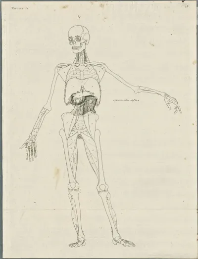 Primae delineationes Tabularum viscerum abdominis: intestines, pancreas