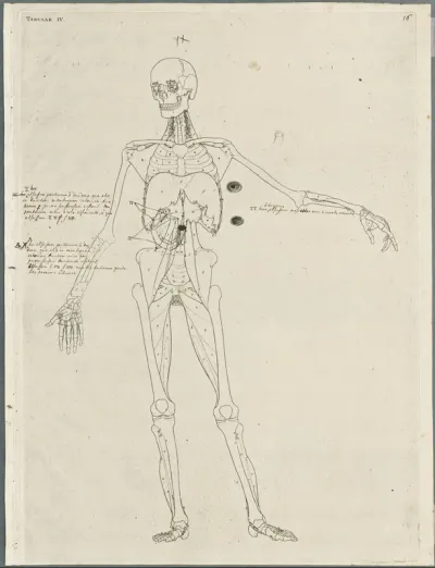 Primae delineationes Tabularum viscerum abdominis: intestines, peritoneum